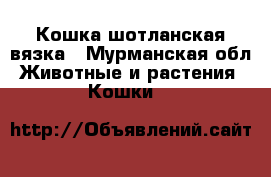 Кошка шотланская вязка - Мурманская обл. Животные и растения » Кошки   
